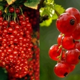 Crvena ribizla uralska ljepota